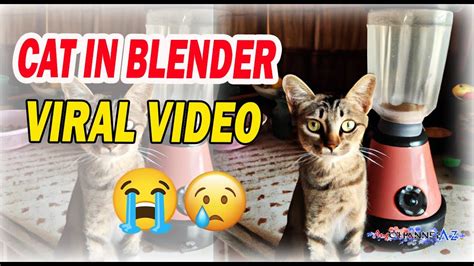 cat in the blender video twitter|What Is The Disturbing Cat Blender Video And Why Are They。